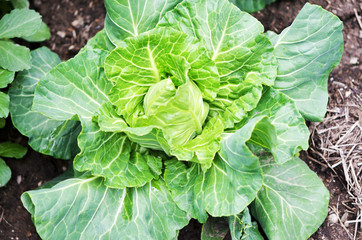 .Closeup top view of fresh green cabbage. Organic cabbage vegetable food in field garden, cabbage in the garden.