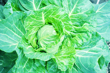 .Closeup top view of fresh green cabbage. Organic cabbage vegetable food in field garden, cabbage in the garden.