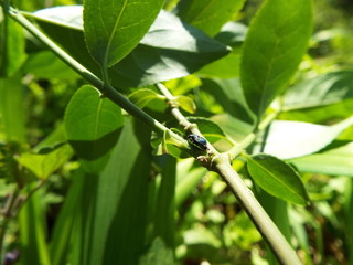 ルリクチブトカメムシ stink bug