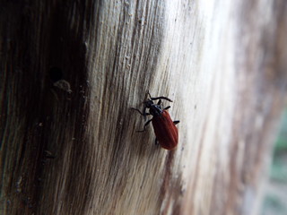 アカハネムシ red bug