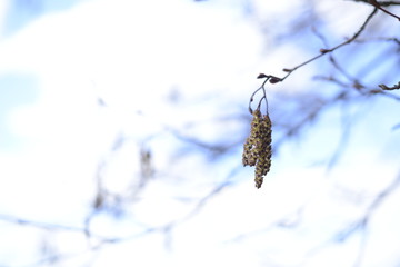 The branch is blooming