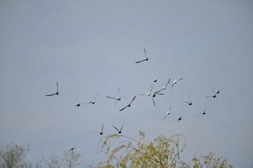Flying pigeons in the blue sky