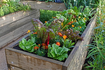  Vegetable garden growing in raised enclosed beds with vegetables and flowers