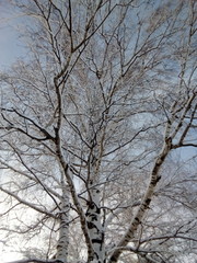 tree in winter