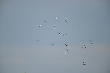 Obraz premium Flying pigeons in the blue sky