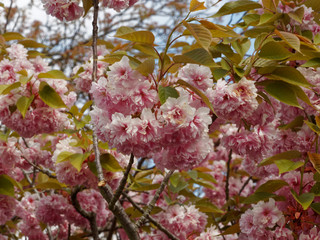 Cerisier à fleurs du japon 'Kanzan' (Prunus serrulata) à floraison abondante et spectaculaire de couleur rose framboise