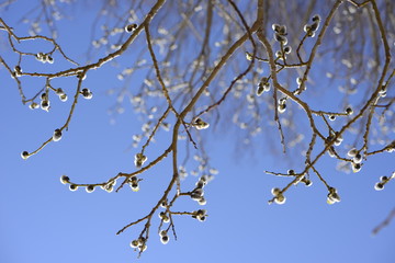 The branch is blooming