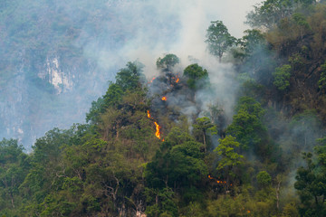 Wildfire is burning forest on the mountain.