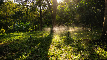 Watering the plants in agriculture