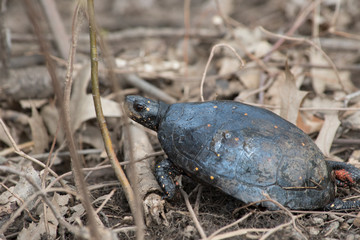 Spotted Turtle