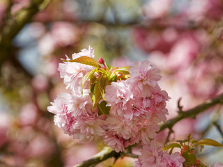 Cerisier à fleurs du japon 'Kanzan' (Prunus serrulata) à floraison abondante et spectaculaire de couleur rose framboise