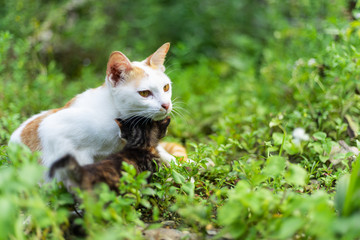 The lovely cat family in green garden