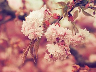 Cerisier à fleurs du japon 'Kanzan' (Prunus serrulata) à floraison abondante et spectaculaire de couleur rose framboise