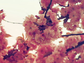 Cerisier à fleurs du japon 'Kanzan' (Prunus serrulata) à floraison abondante et spectaculaire de couleur rose framboise