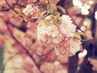 Cerisier à fleurs du japon 'Kanzan' (Prunus serrulata) à floraison abondante et spectaculaire de couleur rose framboise