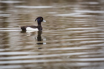 Wild black and white water bird, tufted duck, a male with grey beak and yellow eye swimming in lake with waves