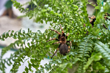 spider tarantula sitting on the grass