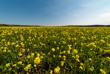 Field of bright yellow rapeseed in Wales spring time. Rapeseed (Brassica napus) oil seed rape