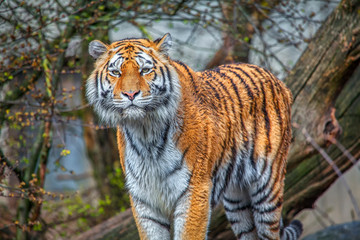 Portrait of male Bengal tiger