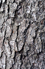 Tree bark
