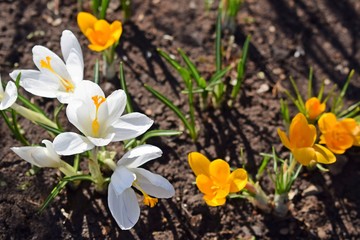 The first spring flowers.Beautiful crocuses.