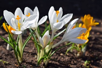 The first spring flowers.Beautiful crocuses.