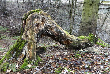 Obraz premium Baumwurzel