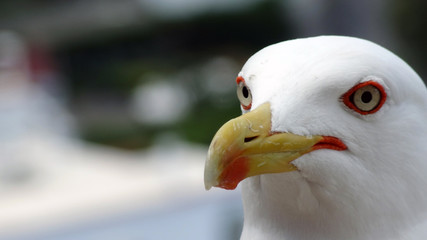 Seagull