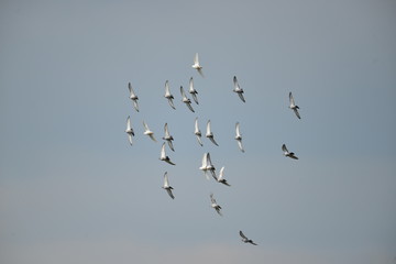 Flying pigeons in the blue sky