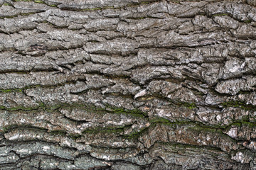 Oak old with green moss bark close-up