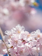 青空と桜の花