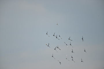 Fototapeta premium Flying pigeons in the blue sky