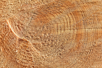 Freshly cut tree trunk