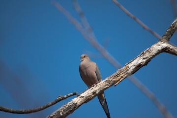 Mourning Dove