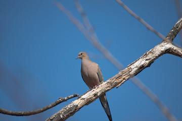 Mourning Dove