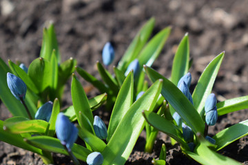 The first spring flowers.Beautiful blue Scylla.