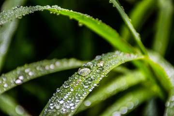 morning dew