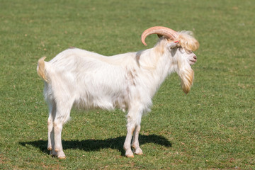 Naklejka na ściany i meble Mail goat on the green pasture