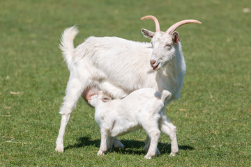 Cute young goat drinking milk at his mother