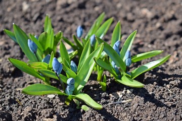 The first spring flowers.Beautiful blue Scylla.