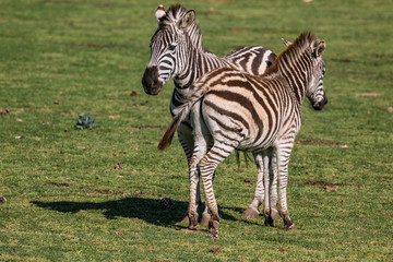 Fototapeta na wymiar Female zebra with his young