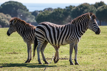 Fototapeta na wymiar A pair of zebras on the pasture