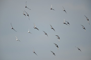 Flying pigeons in the blue sky