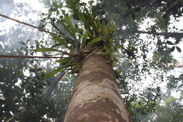 Fototapeta premium Jungle tree