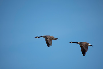 Canada Geese Flying