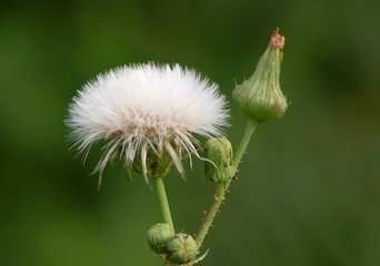Grespino spinoso (Sonchus asper),pianta con fiori e semi