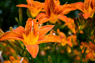 orange lily