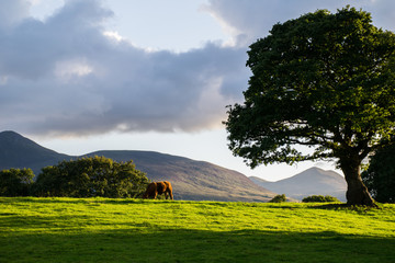 Obraz premium the lonely cow