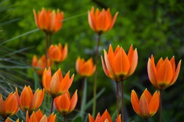 tulips