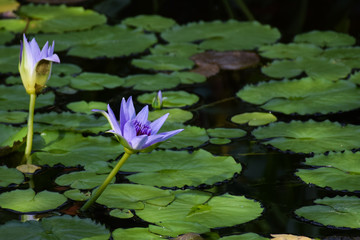 water lily in a pond